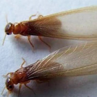 這兩天在珠海飛進家里的就是白蟻，請預防！